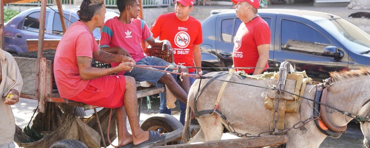 Persistencia del uso de tracción animal en Colombia alerta a la Procuraduría