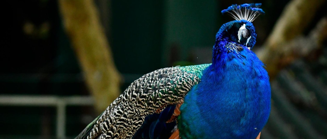 La Ruta Santa, desde el 7 de diciembre en el Zoológico de Barranquilla