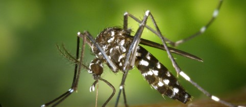 Alerta en Soledad (Atlántico) por aumento de casos de dengue